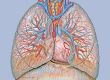 lungs.jpg