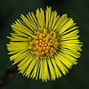 coltsfoot.jpg