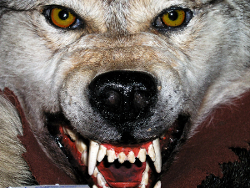 wolf-angry.jpg
